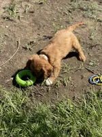 Puppy #21, a male Cavalier King Charles Spaniel for sale in Neodesha, KS – 3 of 5