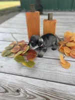 Puppy #48, a male Miniature Schnauzer for sale in Neodesha, KS – 5 of 6