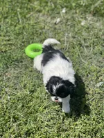 Puppy #10, a male Japanese Chin for sale in Neodesha, KS – Photo 3 of 4