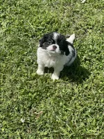 Puppy #10, a male Japanese Chin for sale in Neodesha, KS – Photo 4 of 4