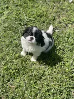 Puppy #10, a male Japanese Chin for sale in Neodesha, KS – Photo 2 of 4