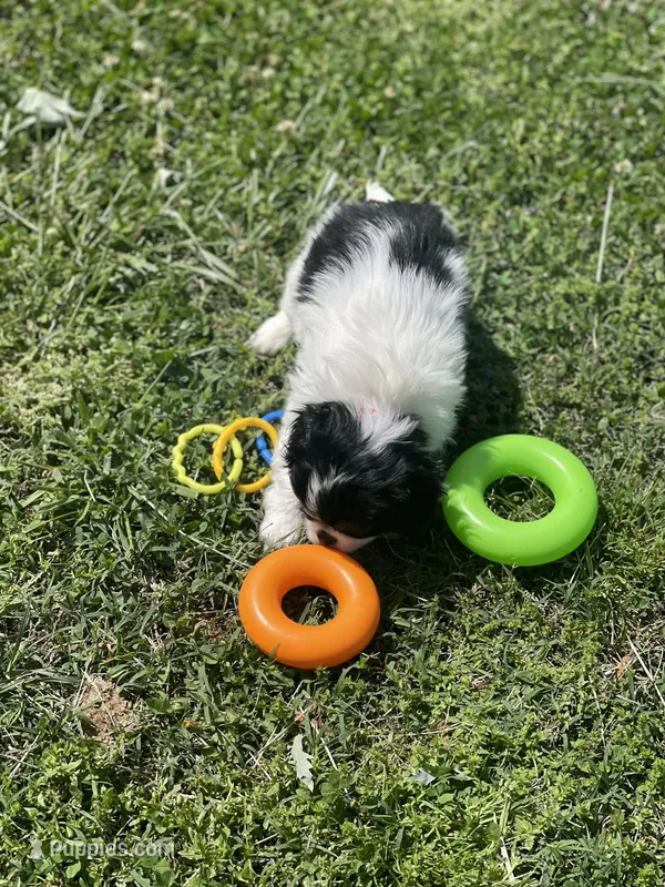 Puppy #10 – Japanese Chin puppy for sale in Neodesha, KS