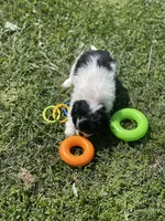 Puppy #10, a male Japanese Chin for sale in Neodesha, KS – Photo 1 of 4