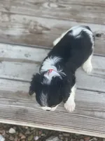 Puppy 33, a male Cavalier King Charles Spaniel for sale in Neodesha, KS – 4 of 6