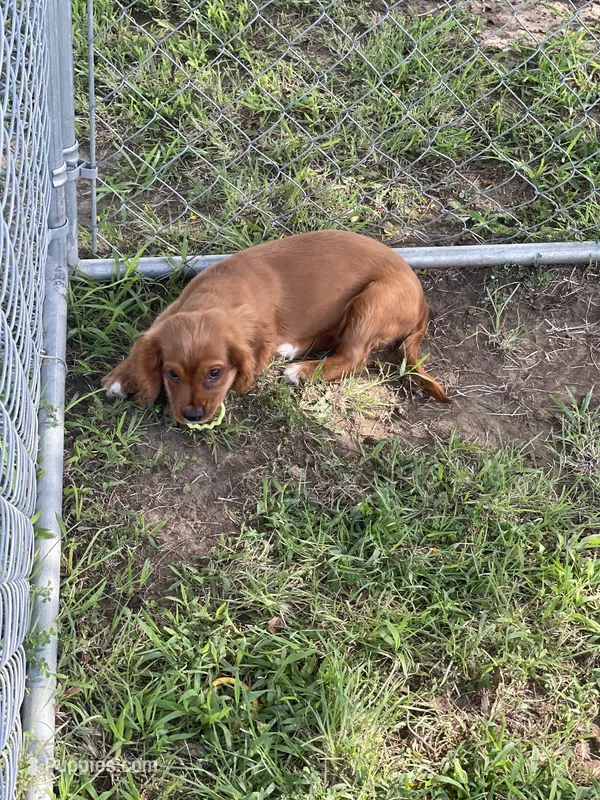 Puppy #20 – Cavalier King Charles Spaniel puppy for sale in Neodesha, KS