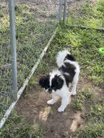 Puppy #12, a male Japanese Chin for sale in Neodesha, KS – 3 of 5