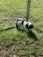 Puppy #12, a male Japanese Chin for sale in Neodesha, KS – 3 of 5