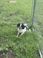 Puppy #8, a male Japanese Chin for sale in Neodesha, KS – 3 of 4