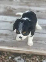 Puppy 33, a male Cavalier King Charles Spaniel for sale in Neodesha, KS – 6 of 6