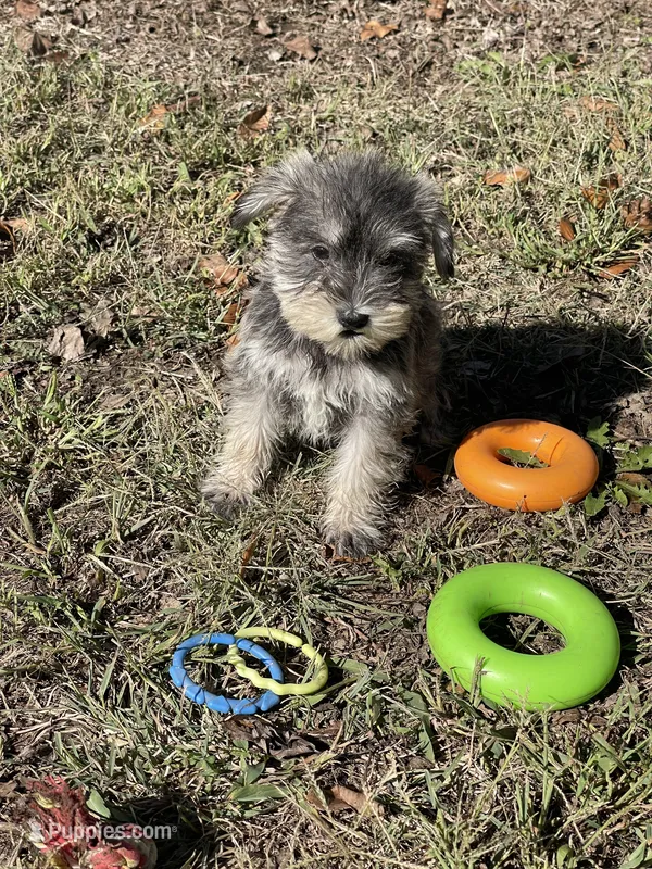 Puppy #52 – Miniature Schnauzer puppy for sale in Neodesha, KS