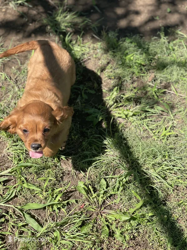 Puppy #20 – Cavalier King Charles Spaniel puppy for sale in Neodesha, KS