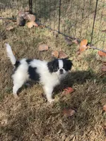 Puppy #36, a male Japanese Chin for sale in Neodesha, KS – 2 of 6