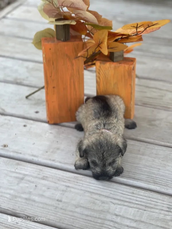 Puppy #45 – Miniature Schnauzer puppy for sale in Neodesha, KS