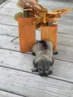 Puppy #45, a male Miniature Schnauzer for sale in Neodesha, KS – 1 of 5