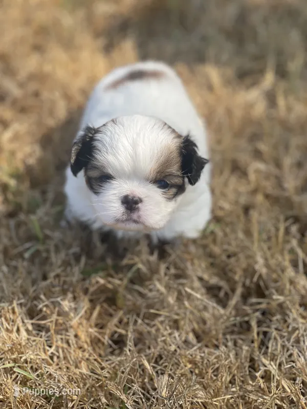 Puppy #41 – Japanese Chin puppy for sale in Neodesha, KS