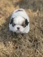 Puppy #41, a male Japanese Chin for sale in Neodesha, KS – 1 of 5