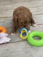 Puppy #23, a male Cavalier King Charles Spaniel for sale in Neodesha, KS – 2 of 5