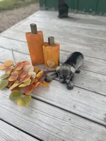 Puppy #51, a female Miniature Schnauzer for sale in Neodesha, KS – 4 of 5