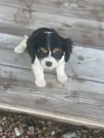 Puppy #32, a male Cavalier King Charles Spaniel for sale in Neodesha, KS – 3 of 5