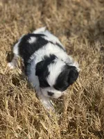 Puppy #43, a female Japanese Chin for sale in Neodesha, KS – 3 of 6