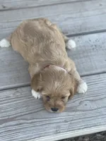 Puppy #28, a female Cavapoo for sale in Neodesha, KS – 5 of 5