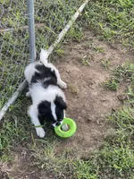 Puppy #12, a male Japanese Chin for sale in Neodesha, KS – 5 of 5