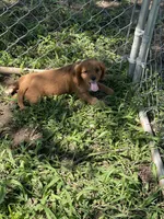 Puppy #20, a male Cavalier King Charles Spaniel for sale in Neodesha, KS – 4 of 5