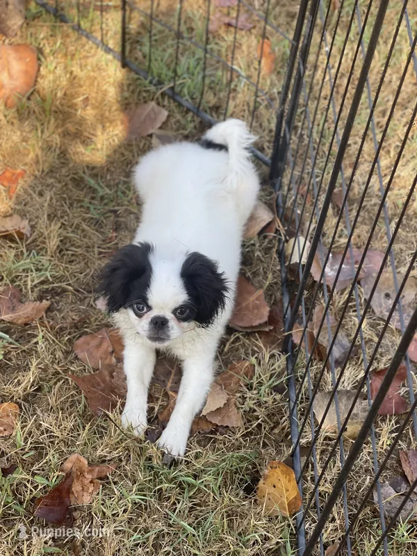 Puppy -#35 – Japanese Chin puppy for sale in Neodesha, KS