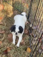 Puppy -#35, a male Japanese Chin for sale in Neodesha, KS – 1 of 6