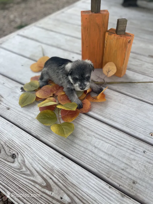 Puppy #52 – Miniature Schnauzer puppy for sale in Neodesha, KS