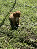 Puppy #21, a male Cavalier King Charles Spaniel for sale in Neodesha, KS – 2 of 5