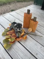 Puppy #52, a female Miniature Schnauzer for sale in Neodesha, KS – 3 of 5