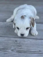 Puppy #25, a male Cavapoo for sale in Neodesha, KS – 5 of 6
