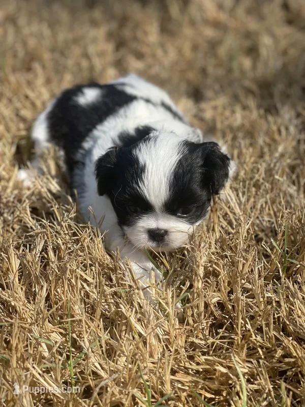 Puppy #43 – Japanese Chin puppy for sale in Neodesha, KS