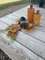 Puppy #51, a female Miniature Schnauzer for sale in Neodesha, KS – 5 of 5