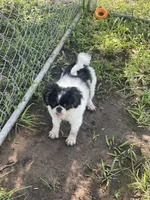 Puppy #10, a male Japanese Chin for sale in Neodesha, KS – 5 of 5