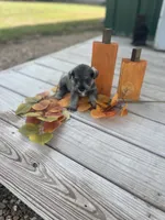 Puppy #50, a female Miniature Schnauzer for sale in Neodesha, KS – 4 of 5