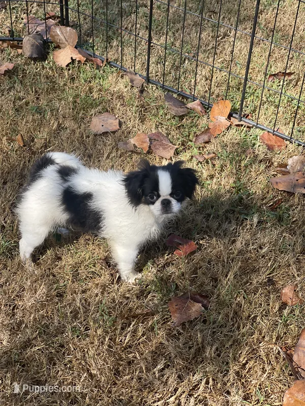Puppy #36 – Japanese Chin puppy for sale in Neodesha, KS