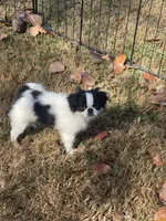 Puppy #36, a male Japanese Chin for sale in Neodesha, KS – 1 of 6