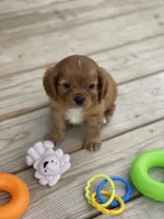 Puppy #22, a male Cavalier King Charles Spaniel for sale in Neodesha, KS – 1 of 5