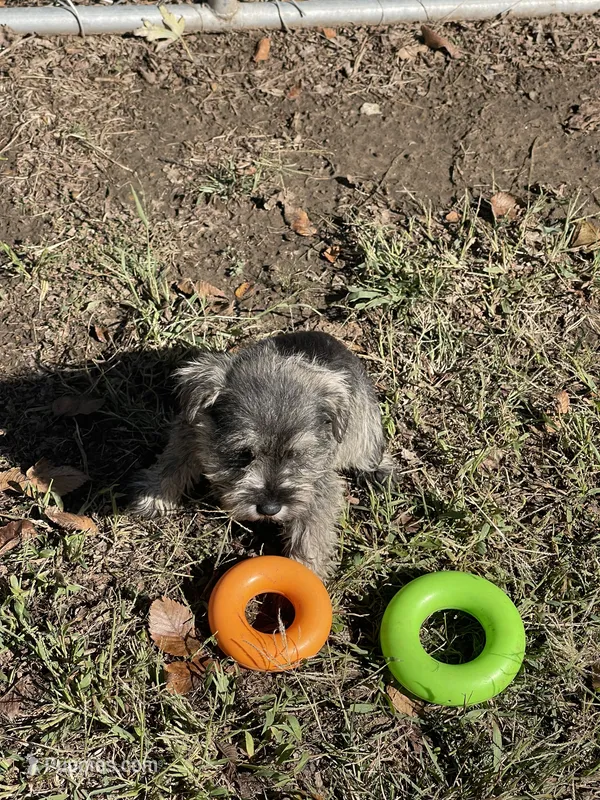 Puppy #51 – Miniature Schnauzer puppy for sale in Neodesha, KS