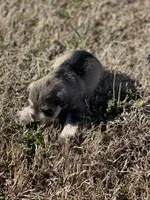 Puppy #62, a male Miniature Schnauzer for sale in Neodesha, KS – Photo 2 of 6