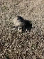 Puppy #62, a male Miniature Schnauzer for sale in Neodesha, KS – Photo 3 of 6