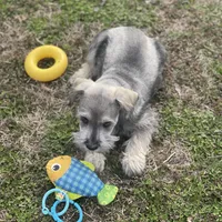 Puppy #62, a male Miniature Schnauzer for sale in Neodesha, KS – Photo 1 of 4