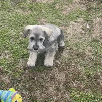 Puppy #62, a male Miniature Schnauzer for sale in Neodesha, KS – Photo 4 of 4