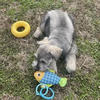 Puppy #62, a male Miniature Schnauzer for sale in Neodesha, KS – Photo 3 of 4
