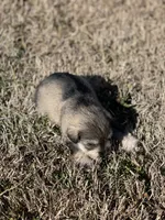 Puppy #62, a male Miniature Schnauzer for sale in Neodesha, KS – Photo 6 of 6