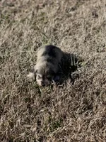 Puppy #62, a male Miniature Schnauzer for sale in Neodesha, KS – Photo 5 of 6