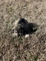 Puppy #62, a male Miniature Schnauzer for sale in Neodesha, KS – Photo 1 of 6
