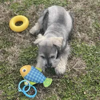 Puppy #62, a male Miniature Schnauzer for sale in Neodesha, KS – Photo 2 of 4